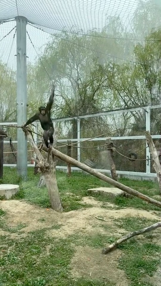 Chimpanzee balancing on a tree branch inside a zoo enclosure, reaching upward toward the net